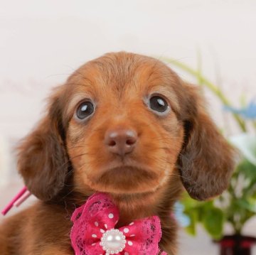 カニンヘンダックスフンド(ロング)【神奈川県・女の子・2024年3月23日・チョコレート&タン】の写真「👑2023年下半期アワード全国1位👑」