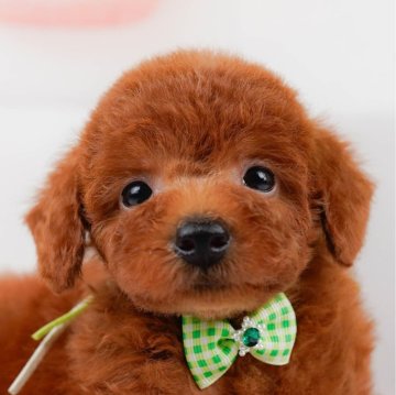 トイプードル(トイ)【神奈川県・男の子・2024年6月9日・レッド】の写真「🐶8/17見学会開催🐶ワンちゃん大集合🎉」
