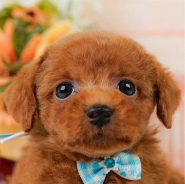トイプードル(トイ)【神奈川県・男の子・2024年8月8日・レッド】の写真「🐶見学会開催💕可愛いワンちゃんが大集合💓💓」