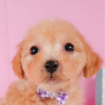 ミックス(ビションフリーゼ×トイプードル)【神奈川県・男の子・2024年6月24日・アプリコット】の写真「🐶見学会開催💕可愛いワンちゃんが大集合💓💓」