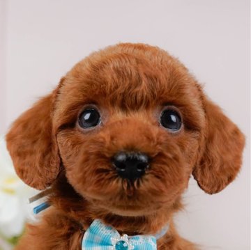 トイプードル(トイ)【神奈川県・男の子・2024年9月15日・レッド】の写真「🐶見学会開催💕可愛いワンちゃんが大集合💓💓」