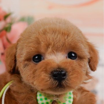 トイプードル(タイニー)【神奈川県・男の子・2024年9月18日・レッド】の写真「🐶見学会開催💕可愛いワンちゃんが大集合💓💓」