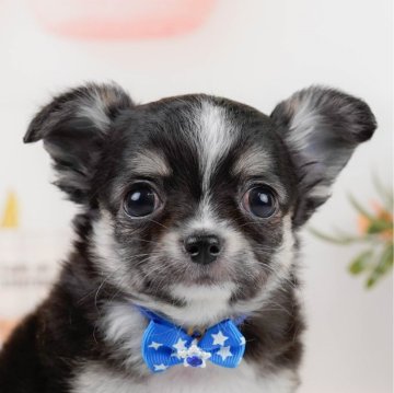 チワワ(ロング)【神奈川県・男の子・2023年12月4日・ブラックタン&ホワイト】の写真「🐶3/24見学会開催🎉末っ子くんです🐶」