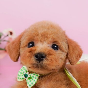 トイプードル(トイ)【神奈川県・男の子・2024年4月6日・レッド】の写真「🐶見学会開催💕可愛いワンちゃんが大集合💓💓」