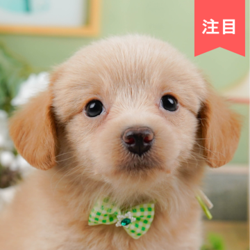 チワプー(チワワ×トイプードル)【神奈川県・男の子・2024年5月23日・クリーム】の写真「🐶見学会開催💕可愛いワンちゃんが大集合💓💓」