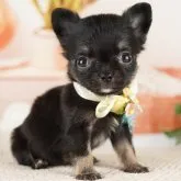 チワワ(ロング)【神奈川県・女の子・2023年7月13日・ブラックタン】の写真1「8/23撮影(生後41日)🐾20時まで受付してるワン🐾」