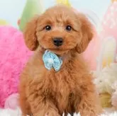 トイプードル(トイ)【神奈川県・男の子・2023年11月26日・レッド】の写真1「生後66日🐾20時まで受付してるワン🐾」