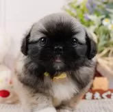 ペキニーズ【神奈川県・女の子・2024年4月1日・フォーン】の写真1「生後44日🐾20時まで受付してるワン🐾」