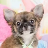 チワワ(ロング)【神奈川県・男の子・2023年11月28日・フォーン】の写真1「生後66日🐾20時まで受付してるワン🐾」