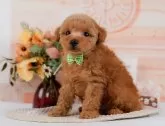 タイニープードル【神奈川県・男の子・2024年9月18日・レッド】の写真2「🐶複数頭の見学も可能🐶きょうだいや他のワンちゃんも見れます」