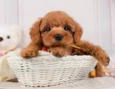 トイプードル(トイ)【神奈川県・男の子・2024年5月10日・レッド】の写真2「生後46日🐾20時まで受付してるワン🐾」