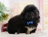 ペキニーズ【神奈川県・男の子・2024年4月1日・ブラックホワイト】の写真3「生後44日🐾20時まで受付してるワン🐾」