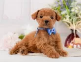 タイニープードル【神奈川県・男の子・2024年4月6日・レッド】の写真3「生後46日🐾20時まで受付してるワン🐾」
