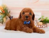 トイプードル(トイ)【神奈川県・男の子・2024年6月5日・レッド】の写真3「生後41日🐾20時まで受付してるワン🐾」
