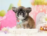 チワワ(ロング)【神奈川県・男の子・2023年11月28日・フォーン】の写真4「生後45日🐾20時まで受付してるワン🐾」