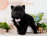 ポメラニアン【神奈川県・女の子・2024年1月21日・ブラックホワイト】の写真4「生後44日🐾20時まで受付してるワン🐾」