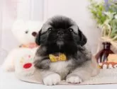 ペキニーズ【神奈川県・女の子・2024年4月1日・フォーン】の写真4「生後44日🐾20時まで受付してるワン🐾」