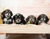 チワックス(チワワ×ダックス)【神奈川県・女の子・2023年7月27日・ブルークリーム】の写真4「🐶とってもかわいいきょうだいちゃん🐶」