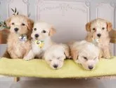マルプー(マルチーズ×トイプードル)【神奈川県・男の子・2023年5月14日・アプリコット】の写真5「🐶とってもかわいい兄妹ちゃんたち🐶」