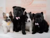 ポメラニアン【神奈川県・女の子・2024年1月21日・ブラックホワイト】の写真5「生後44日🐾20時まで受付してるワン🐾」
