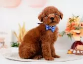 トイプードル(トイ)【神奈川県・男の子・2024年1月1日・レッド】の写真5「生後42日🐾20時まで受付してるワン🐾」