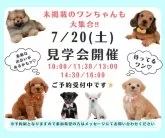 トイプードル(トイ)【神奈川県・男の子・2024年5月10日・レッド】の写真5「🐶7月20日(土)はワンちゃんの見学会を開催いたします🎉 たくさんのワンちゃんが大集合🥰」