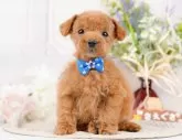 タイニープードル【神奈川県・男の子・2024年4月6日・レッド】の写真5「生後46日🐾20時まで受付してるワン🐾」
