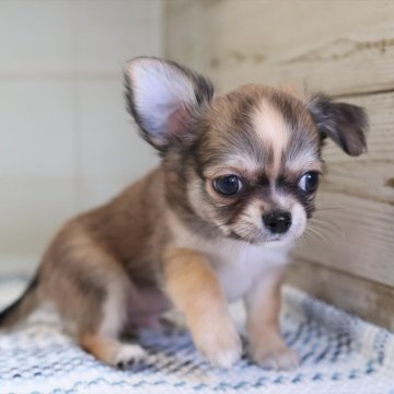 チワワ(ロング)【愛知県・男の子・2025年3月21日・セーブルホワイト】の写真「成長すると毛色が薄めに変わります（アン母①）」