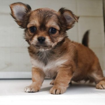 チワワ(ロング)【愛知県・女の子・2025年10月10日・レッドセーブル】の写真「成長すると毛色が薄めに変わります（標準サイズ予想）」