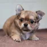 チワワ(ロング)【愛知県・男の子・2025年10月10日・レッドセーブル】の写真1