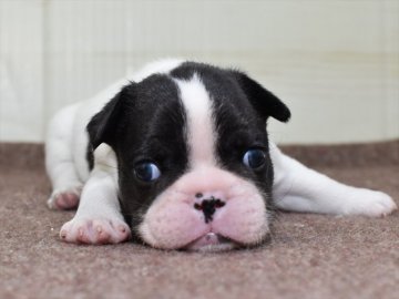 フレンチブルドッグ【愛知県・男の子・2021年10月22日・パイド】の写真「★12/19（日）までの期間限定募集」