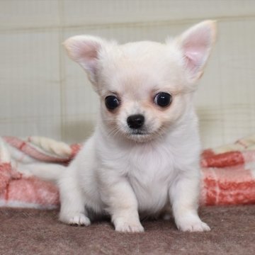 チワワ(ロング)【愛知県・男の子・2024年1月25日・クリーム】の写真「足短め、可愛らしいお顔のクリーム系チワワ君★」