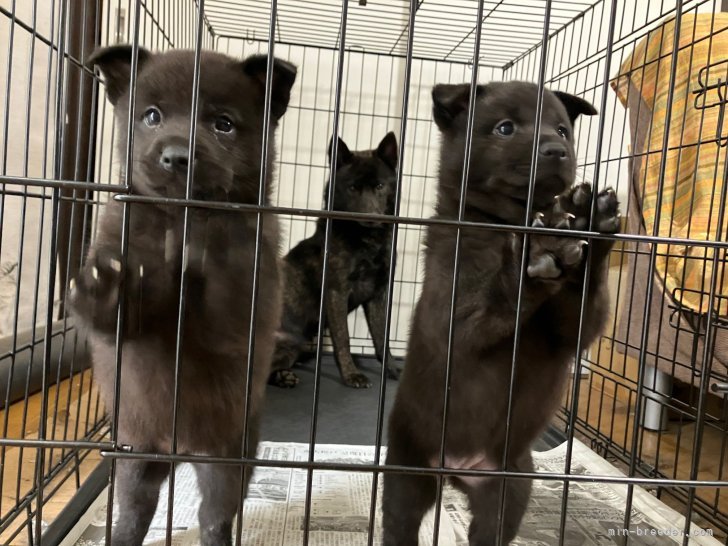 舟橋　愛(ふなはし　あい)ブリーダー(千葉県・甲斐犬・甲斐犬愛護会登録)の紹介写真2