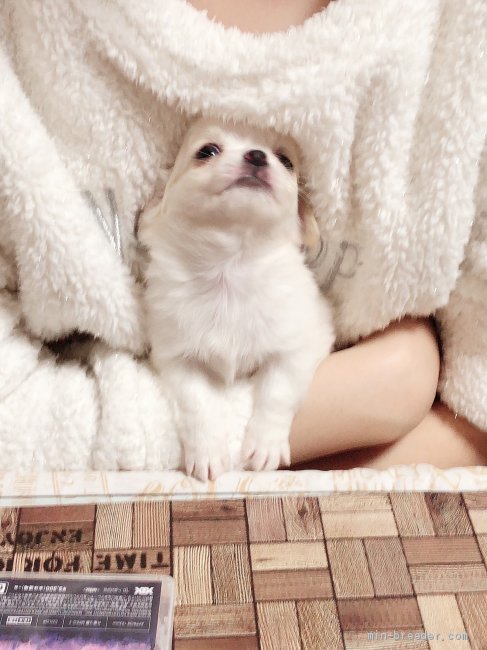 娘に抱っこされてる 白玉ちゃんです｜箱崎　美保(はこざき　みほ)ブリーダー(愛媛県・チワワ(ロング)など・JKC登録)の紹介写真3