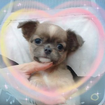 チワワ(ロング)【愛媛県・女の子・2021年4月8日・ブルーフォーン】の写真「明るくて元気な女の子です
タレ目の愛らしい子です」
