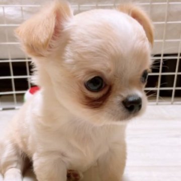 チワワ(ロング)【愛媛県・女の子・2023年6月19日・クリーム&ホワイト】の写真「まんまるお顔の短足ちゃん」