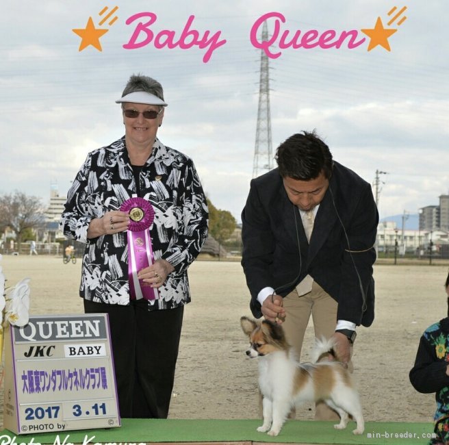 当犬舎で生まれ育ったパピヨンちゃん❤｜木村　富雄(きむら　とみお)ブリーダー(岡山県・シェットランドシープドッグなど・JKC登録)の紹介写真2