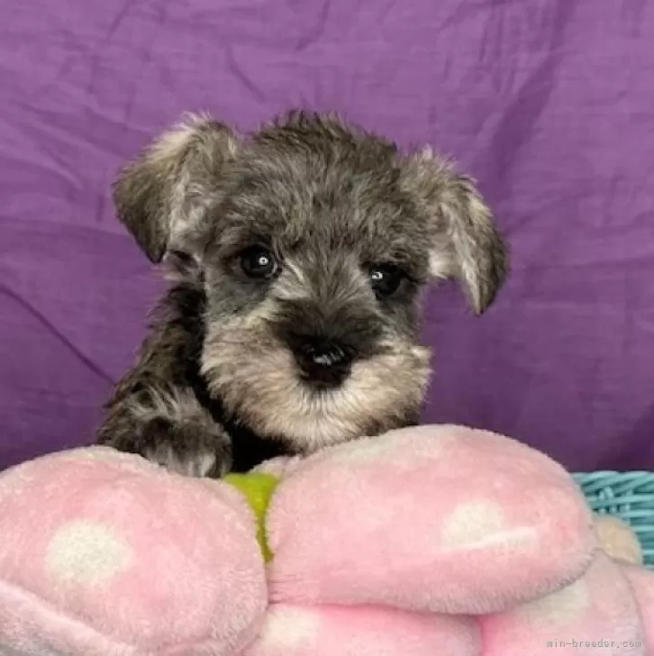 ID：2501-04854の子犬