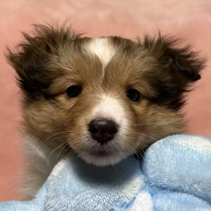 ID：2412-01644の子犬