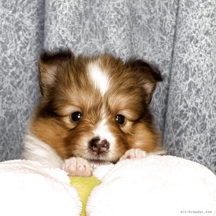 ID:2507-07267の子犬