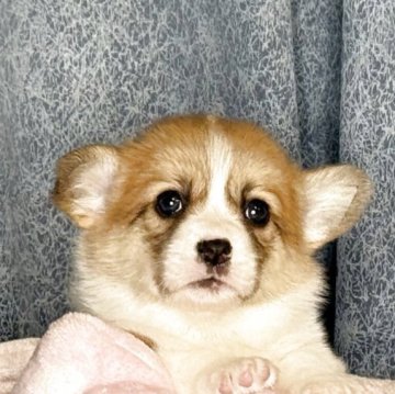 ウェルシュ・コーギー・ペンブローク【岡山県・女の子・2025年10月17日・レッド&ホワイト】の写真「両親DMクリア✨超可愛い女の子」