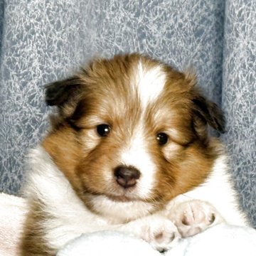 シェットランドシープドッグ【岡山県・男の子・2025年10月9日・セーブル&ホワイト】の写真「両親クリア✨フルカラー可愛い男の子✨」