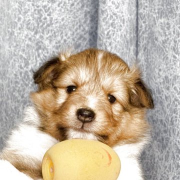 シェットランドシープドッグ【岡山県・女の子・2025年10月9日・セーブル&ホワイト】の写真「両親クリア✨フルカラー小さめの女の子✨」