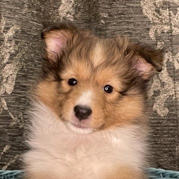 シェットランドシープドッグ【岡山県・男の子・2024年9月16日・セーブル&ホワイト】の写真「パパJKC-CH✨優良血統で元気イケメン男子💛」