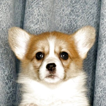 ウェルシュ・コーギー・ペンブローク【岡山県・女の子・2025年10月17日・レッド&ホワイト】の写真「両親DMクリア✨超可愛い女の子」