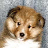 シェットランドシープドッグ