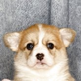 ウェルシュ・コーギー・ペンブローク