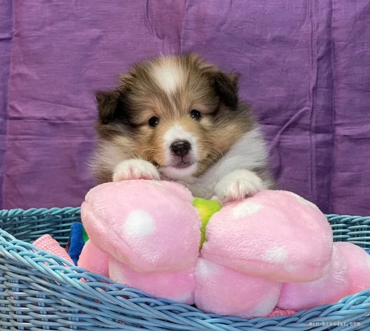 ID：2106-01299の子犬