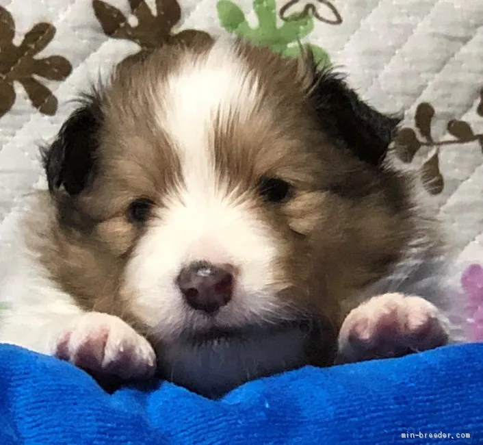 ID：2005-00492の子犬