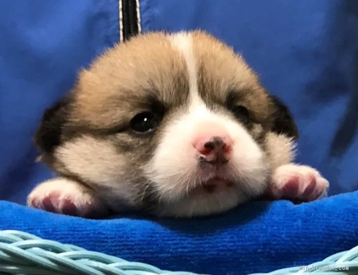 ID：2005-02067の子犬